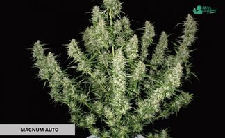 Magnum Auto Buddha Seeds