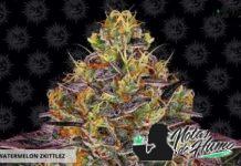 Watermelon Zkittlez de Barney’s Farm watermelon zkittlez de barneys fram
