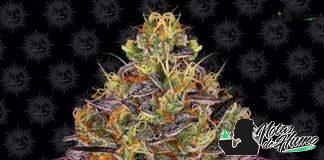 Watermelon Zkittlez de Barney’s Farm watermelon zkittlez de barneys fram