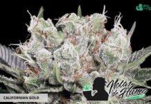 Californian Gold de Paradise Seeds Californian Gold