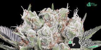 Californian Gold de Paradise Seeds Californian Gold