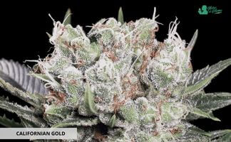 Californian Gold de Paradise Seeds Californian Gold