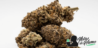 ¿Cuánto tardan en madurar los cogollos? cuanto tardan en madurar los cogollos