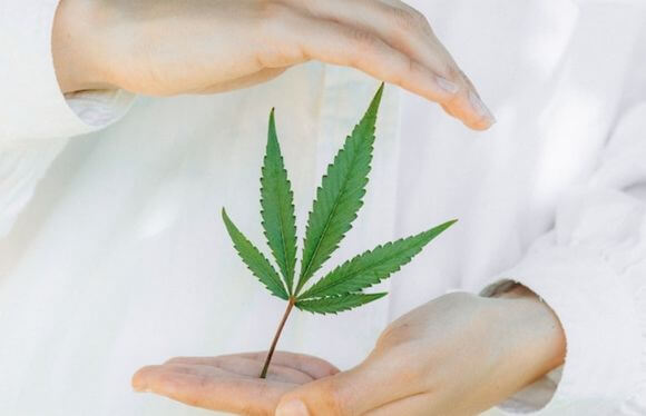 propiedades medicinales de las hojas de marihuana