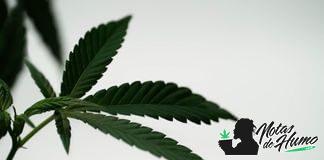 que propiedades tienen las hojas de marihuana