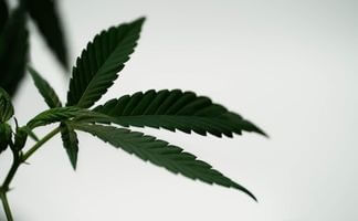 ¿Qué propiedades tienen las hojas de marihuana? que propiedades tienen las hojas de marihuana