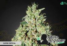 super critical de green house seeds