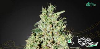 Super Critical de Green House Seeds super critical de green house seeds