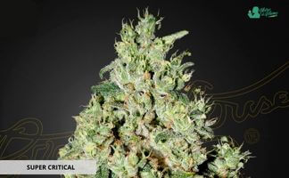 Super Critical de Green House Seeds super critical de green house seeds