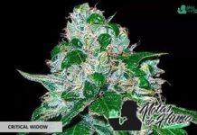 Critical Widow de GB Seeds critical widow de gb strains