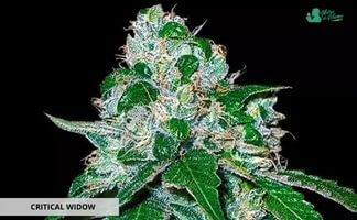 critical widow de gb strains