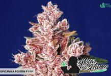Tropicanna Poison de Sweet Seeds tropicanna poison f1 fast version