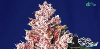 Tropicanna Poison de Sweet Seeds tropicanna poison f1 fast version