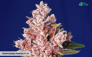 Tropicanna Poison de Sweet Seeds tropicanna poison f1 fast version