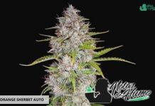 Orange Sherbet Auto Fast Buds American Autoflowers Orange Sherbet Auto de Fast Buds Amercian Autoflowers