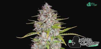 Orange Sherbet Auto Fast Buds American Autoflowers Orange Sherbet Auto de Fast Buds Amercian Autoflowers