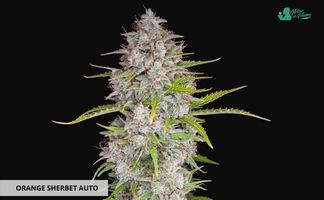 Orange Sherbet Auto Fast Buds American Autoflowers Orange Sherbet Auto de Fast Buds Amercian Autoflowers