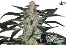 Deimos Auto de Buddha Seeds Deimos Auto de Buddha Seeds