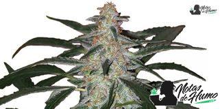 Deimos Auto de Buddha Seeds Deimos Auto de Buddha Seeds