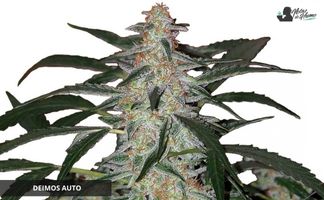 Deimos Auto de Buddha Seeds Deimos Auto de Buddha Seeds