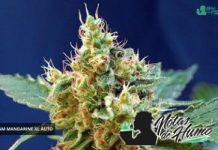 Cream Mandarine XL Auto de Sweet Seeds Ejemplar Cream Mandarine XL Auto SWS