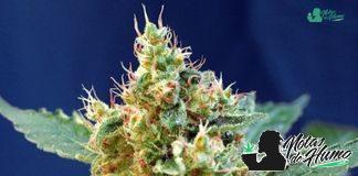 Cream Mandarine XL Auto de Sweet Seeds Ejemplar Cream Mandarine XL Auto SWS