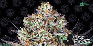 Dos Si Dos 33 de Barney’s Farm Dos Si Dos 33 de Barney's Fram