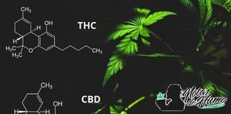 Principales diferencias entre THC y CBD