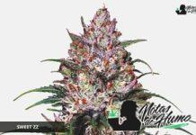 Sweet ZZ de Royal Queen Seeds Sweet ZZ de Royal Queen Seeds
