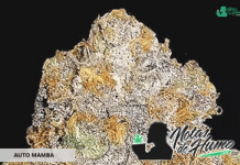 Auto Mamba de GB Seeds Auto Mamba de GB Seeds