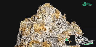 Auto Mamba de GB Seeds Auto Mamba de GB Seeds