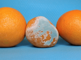 Botrytis en la marihuana: previene y elimina este hongo Botrytis en la marihuana
