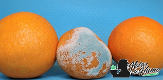 Botrytis en la marihuana: previene y elimina este hongo Botrytis en la marihuana