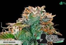 Bruce Banner de GB Seeds