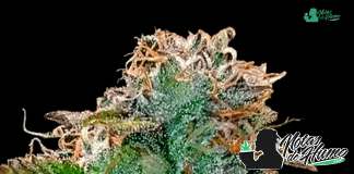 Bruce Banner de GB Seeds Bruce Banner de GB Seeds