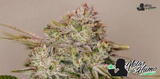 Sticky Dream de Positronics Seeds Ejemplar de Sticky Dream de Positronics Seeds
