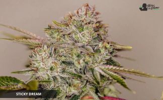 Sticky Dream de Positronics Seeds Ejemplar de Sticky Dream de Positronics Seeds