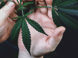 Qué es la poda apical y cómo se realiza Qué es la poda apical y cómo se realiza