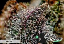 Chizpa de Positronics Seeds Variedad Chizpa de Positronics Seeds