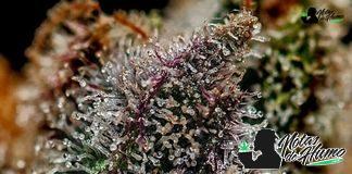 Chizpa de Positronics Seeds Variedad Chizpa de Positronics Seeds