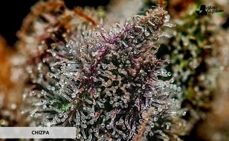 Variedad Chizpa de Positronics Seeds