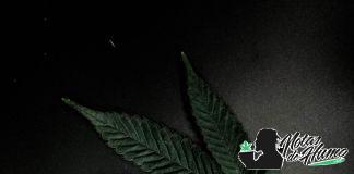 Caracterísiticas de la marihuana negra Características de la marihuana negra