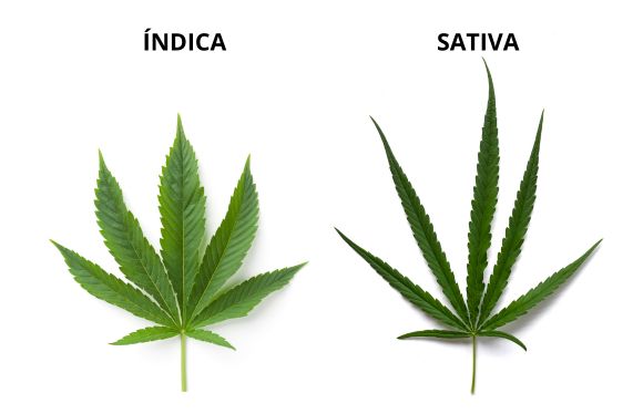 Diferencias en las hojas índica y sativa