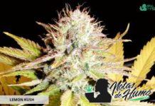 Lemon Kush de Female Seeds