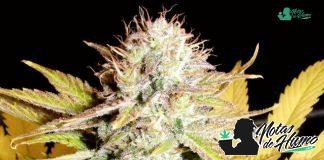 Lemon Kush de Female Seeds