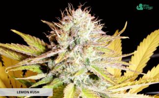 Lemon Kush de Female Seeds