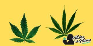Marihuana índica y sativa. ¿Cuáles son sus diferencias? Marihuana índica y sativa diferencias