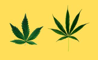 Marihuana índica y sativa. ¿Cuáles son sus diferencias? Marihuana índica y sativa diferencias