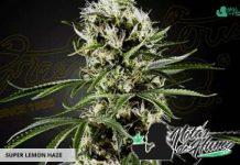 Super Lemon Haze de Green House Seeds Super Lemon Haze de Green House Seeds