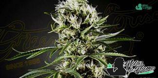 Super Lemon Haze de Green House Seeds Super Lemon Haze de Green House Seeds